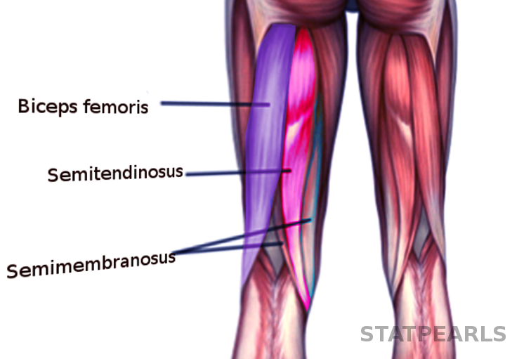 Hamstring muscles