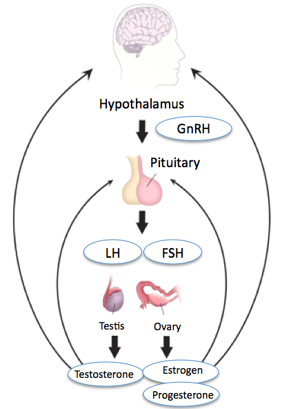 <p>Hypothalamic-Pituitary-Gonadal Axis