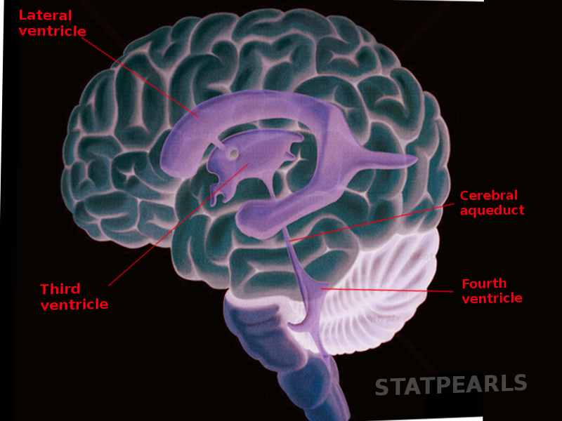 Cerebral aqueduct