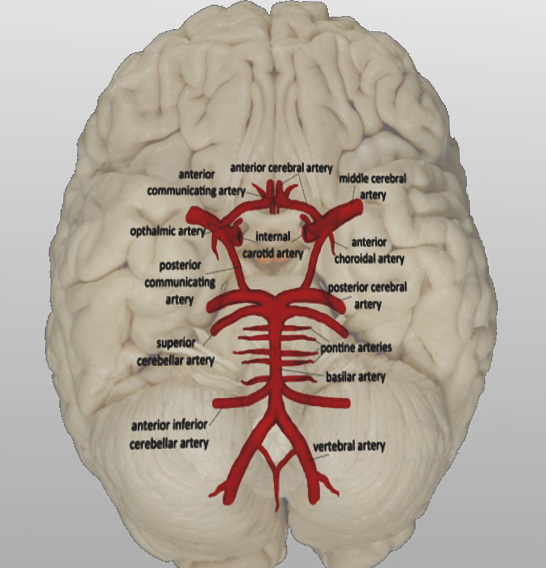 Vertebrobasilar system